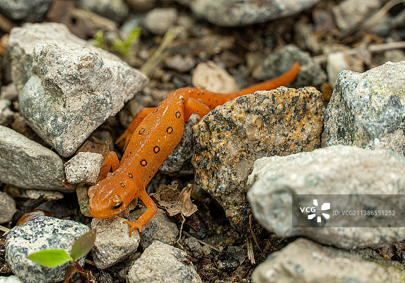 岩石上螃蟹的高角度视图图片素材