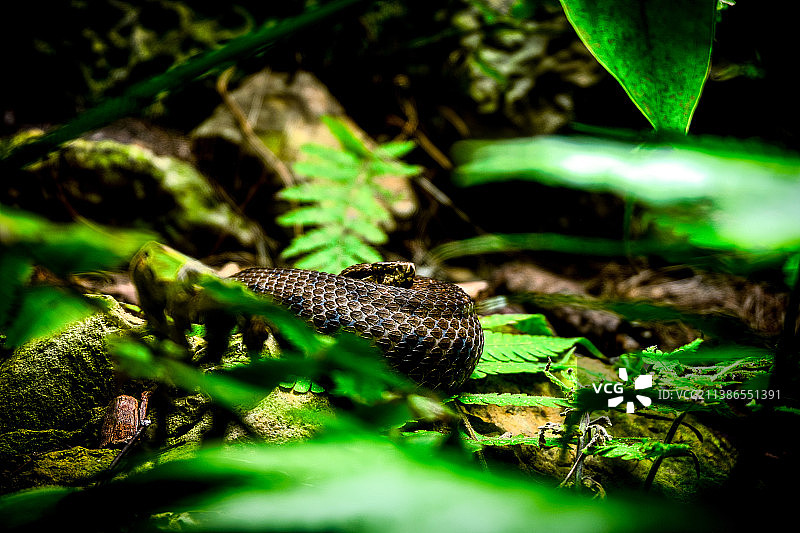 田野上的蝰蛇特写图片素材