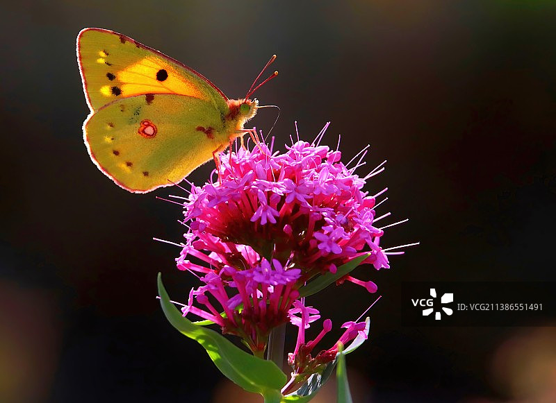 蝴蝶在紫色花朵上采蜜特写，英国佩文西海湾图片素材