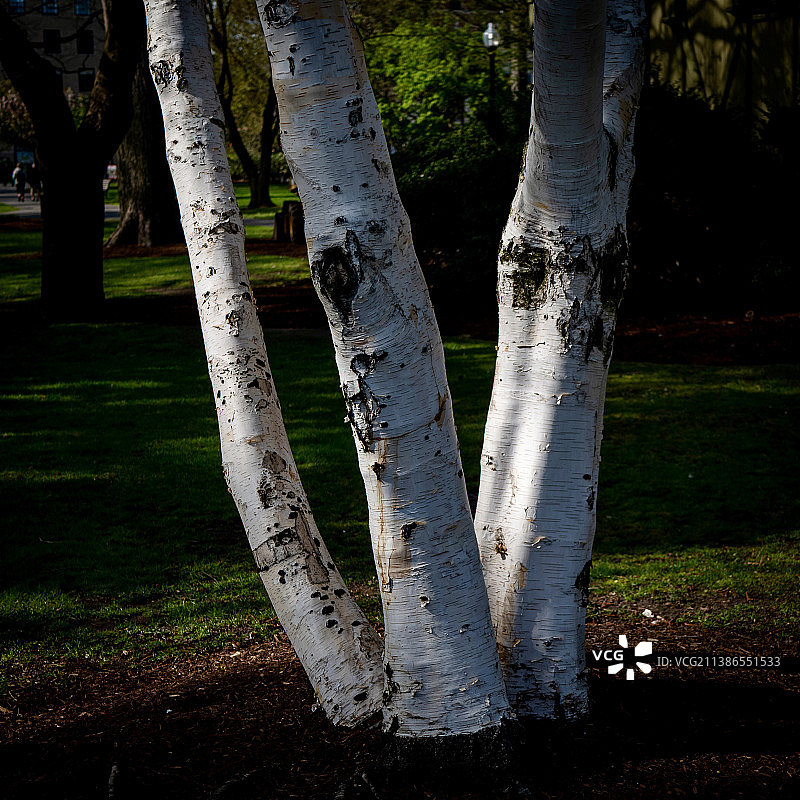 森林中树干特写，美国马萨诸塞州波士顿图片素材