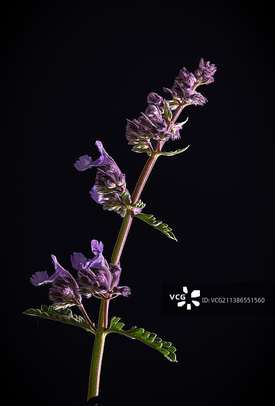 黑色背景下的紫色开花植物特写，爱尔兰利默里克图片素材