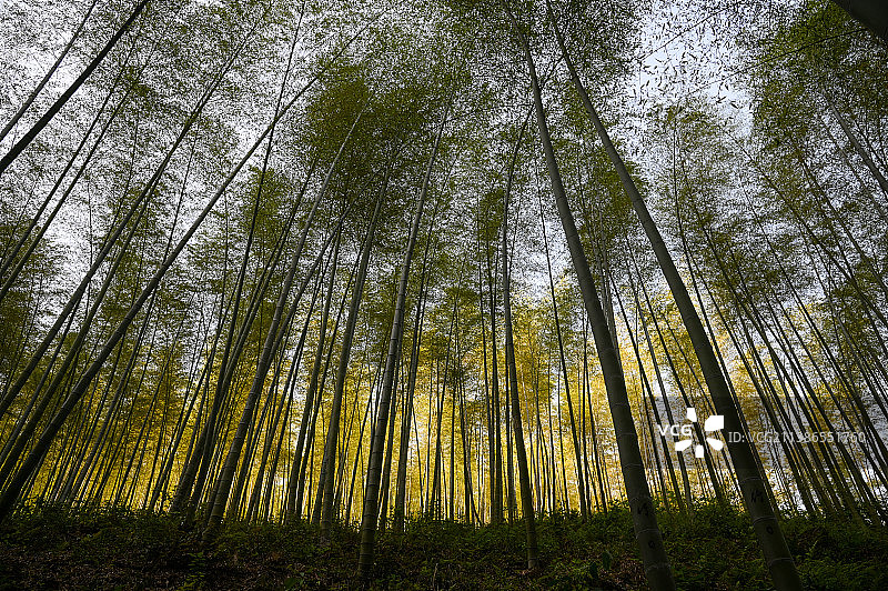 宜兴竹海图片素材