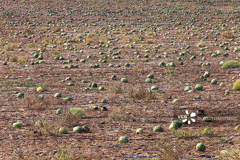 乌兰布和沙漠牧场的秋季丰收图片素材