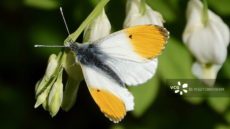 蝴蝶在花上授粉特写，英国梅德斯通图片素材