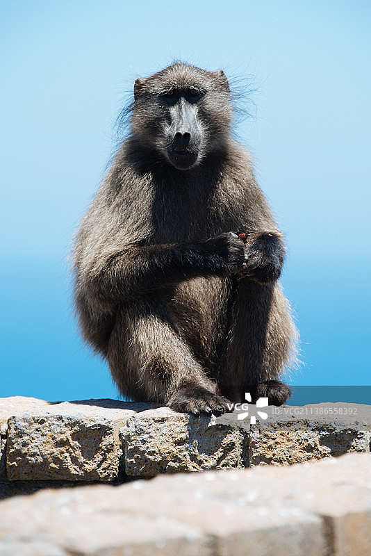 坐在挡土墙上的狒狒肖像，南非开普敦图片素材