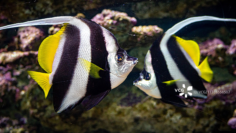 热带海水鱼banner特写图片素材