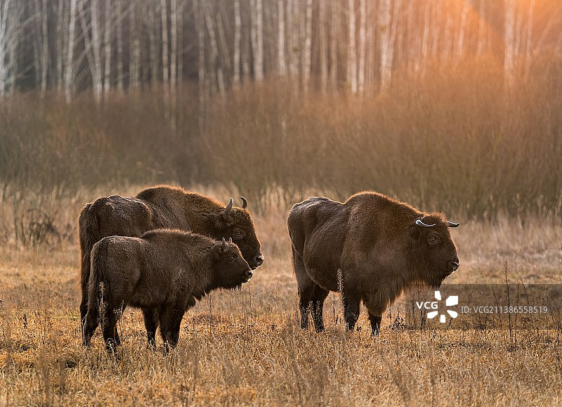 野外的野牛图片素材