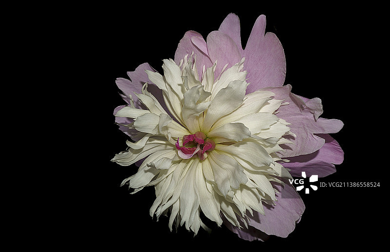 土耳其黑色背景下的花朵特写图片素材