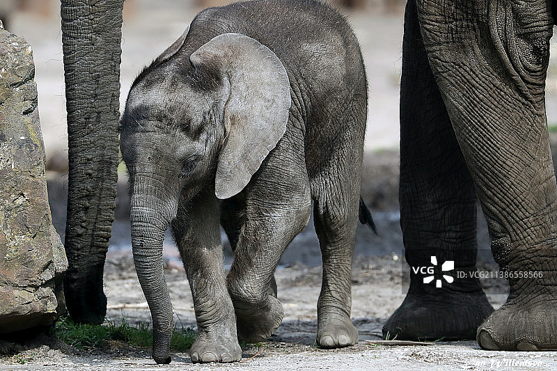 非洲森林象站立的下半身照片图片素材
