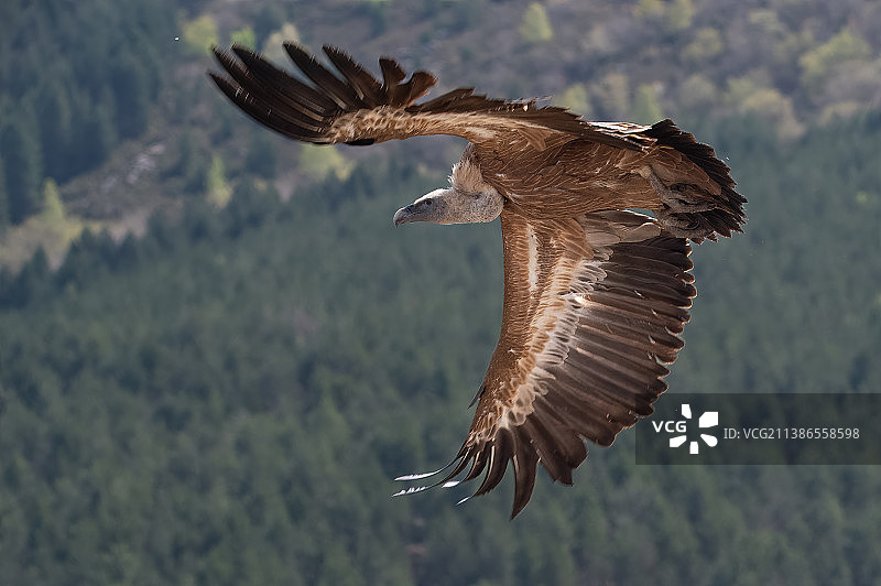 飞翔的雄鹰与群山为背景的特写图片素材