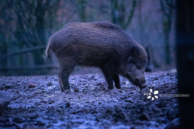 野猪站在德国野生动物园的田野上的侧面照图片素材