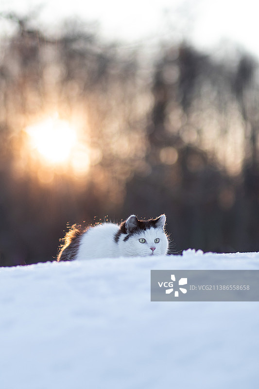 日落时分雪地里的猫咪肖像图片素材