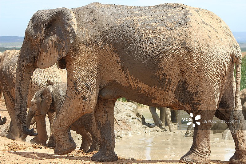 大象白天站在泥水中侧面图图片素材