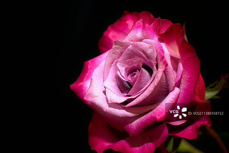 黑色背景下的粉色玫瑰特写图片素材