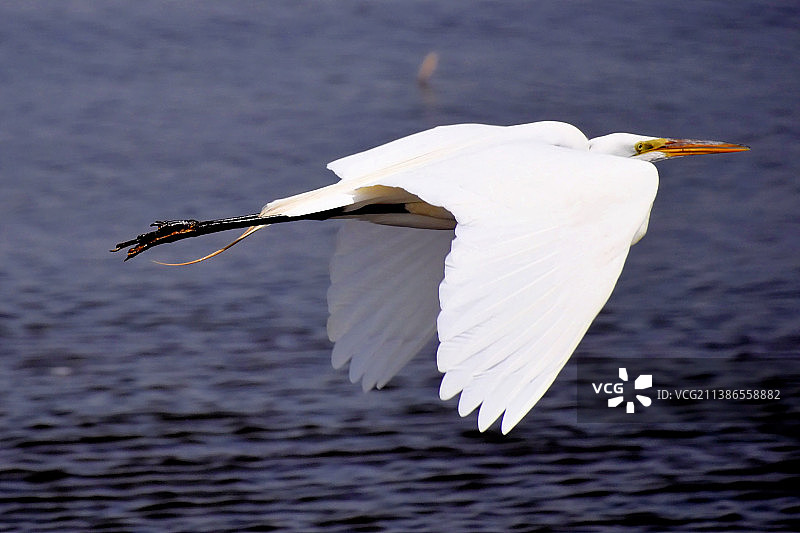 加拿大安大略省科林伍德海面上方飞翔的白鹭特写图片素材