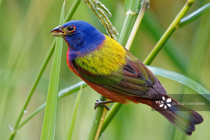 彩旗鸟栖息在植物上的特写，美国南卡罗来纳州图片素材