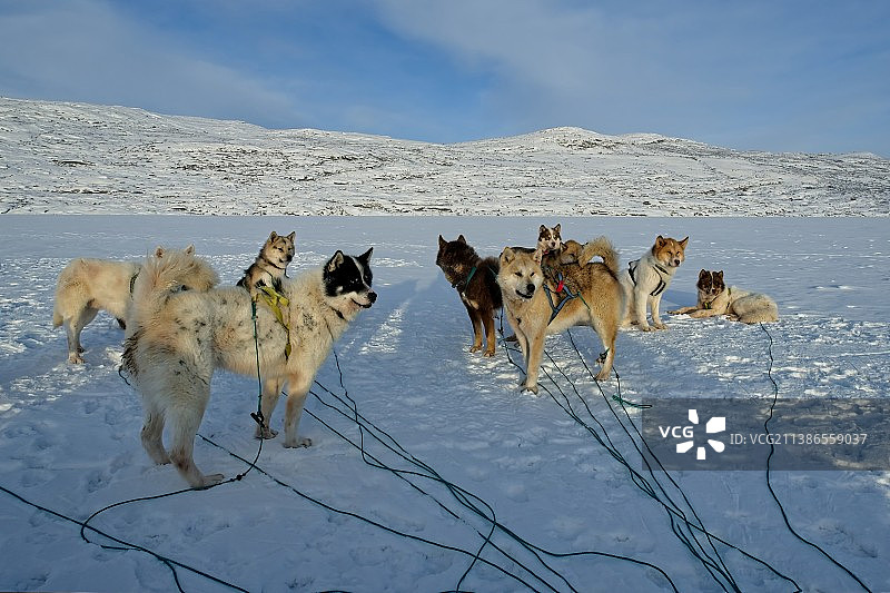 格陵兰岛雪地里行走的雪橇犬侧视图图片素材