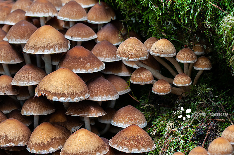 美国圣伯恩县公园树上生长的蘑菇特写图片素材