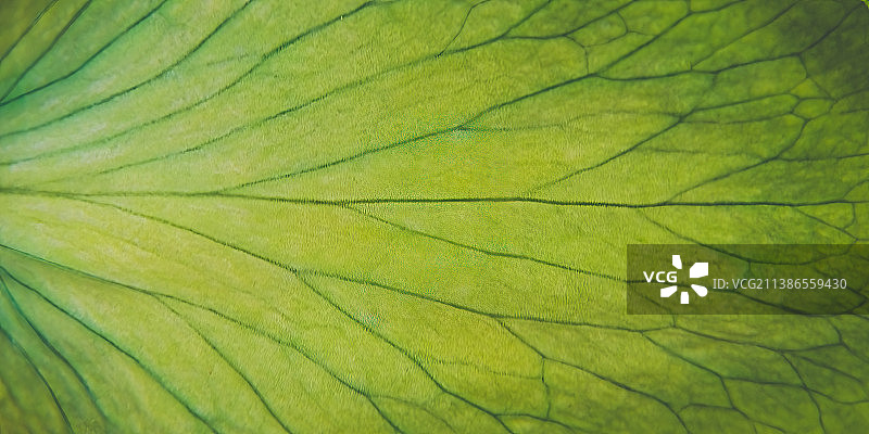 玫瑰花瓣上的纹理特写图片素材