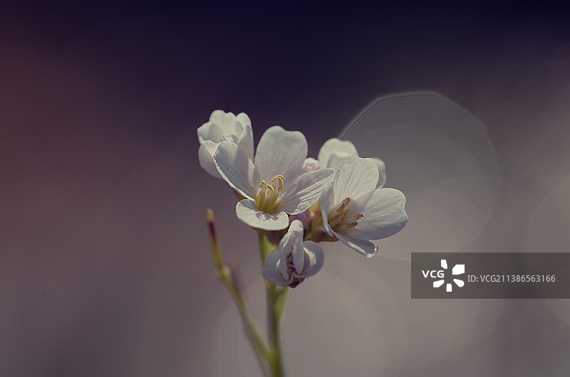 白色樱花特写，德国图片素材