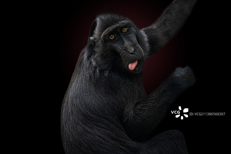 黑背景下的猕猴特写图片素材
