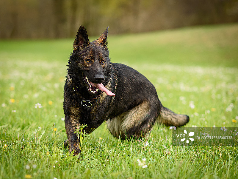 在田野里奔跑的快乐纯种犬图片素材