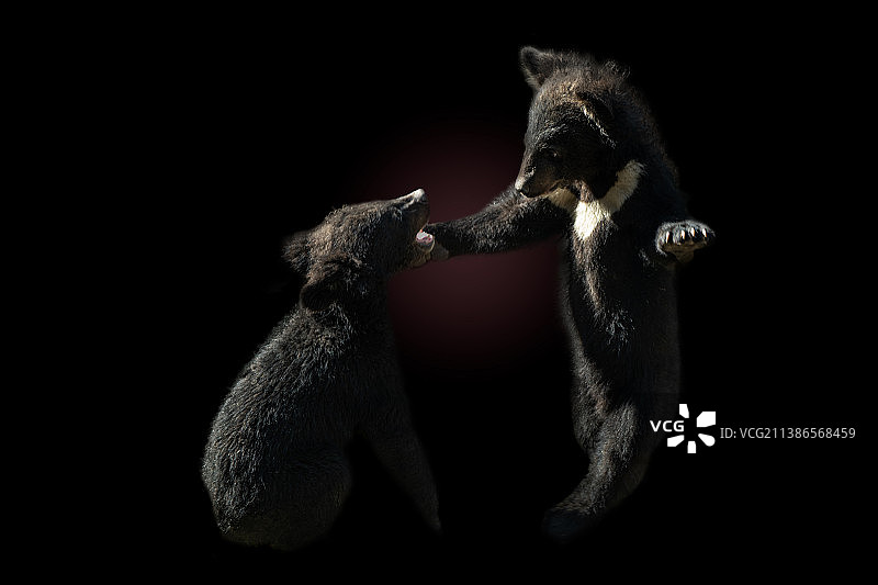 黑色背景下的鸟类特写图片素材