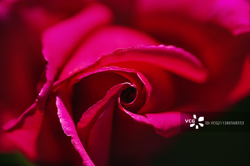 粉色玫瑰花特写，美国加利福尼亚州图片素材