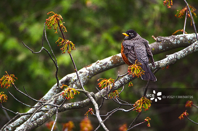 暴风雨后取暖的红色美洲知更鸟图片素材