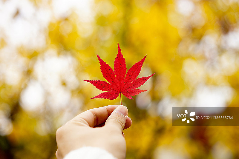 特写：手持秋季枫叶图片素材