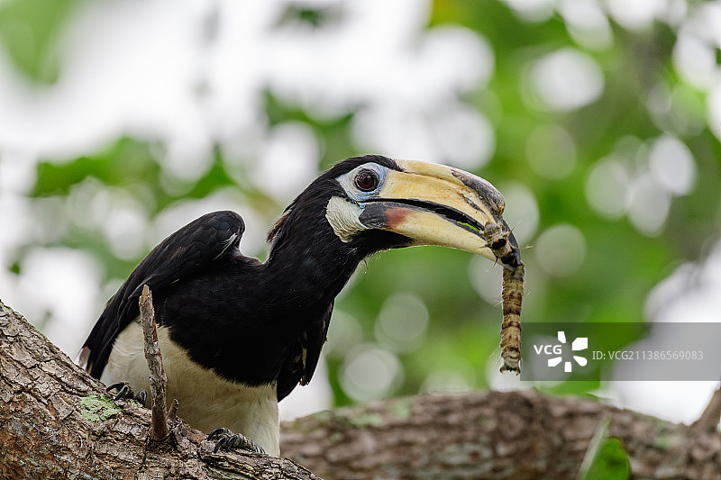 皱纹犀鸟栖息在树枝上的特写，新加坡图片素材