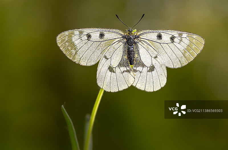 蝴蝶为花朵授粉的特写图片素材