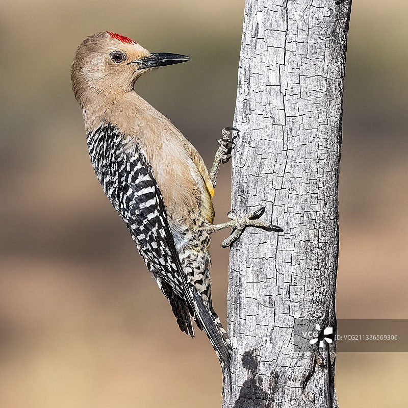 啄木鸟栖息在树干上的特写，美国亚利桑那州赫里福德图片素材