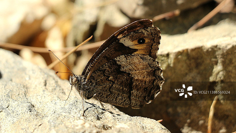 土耳其埃德雷米特岩石上的蝴蝶特写图片素材