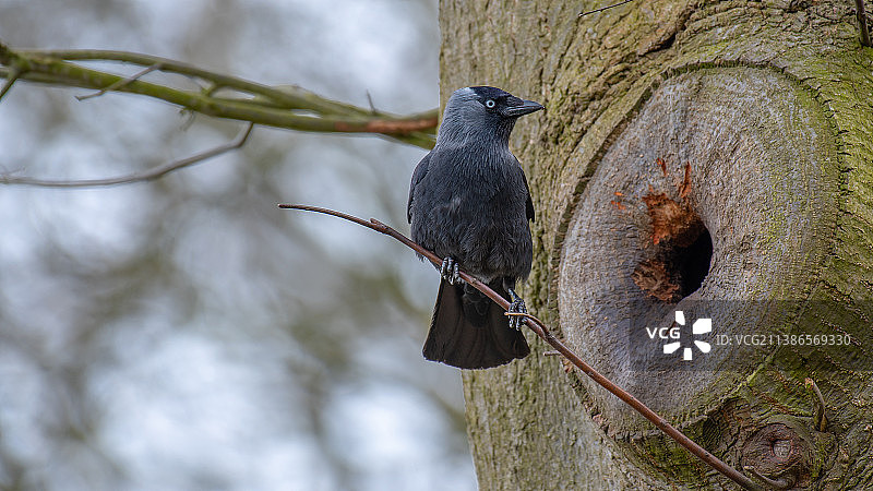 栖息在树干上的寒鸦特写图片素材