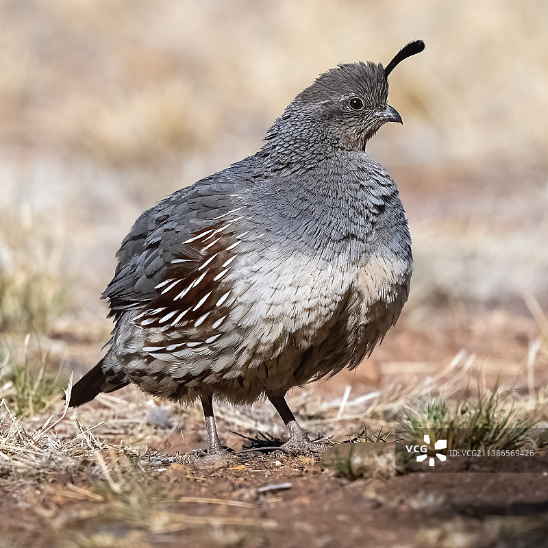 鹌鹑栖息在田野上的特写，美国亚利桑那州赫里福德图片素材