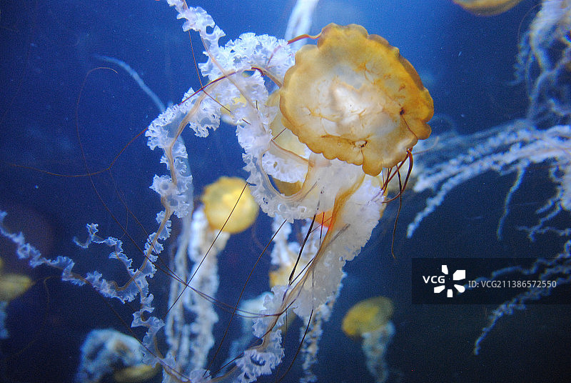 水母在海里游泳的特写图片素材
