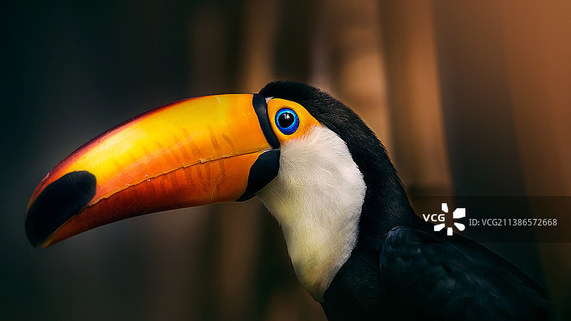 犀鸟特写图片素材