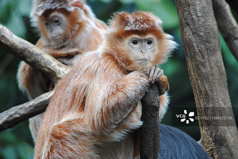 猴子坐在树上的特写图片素材