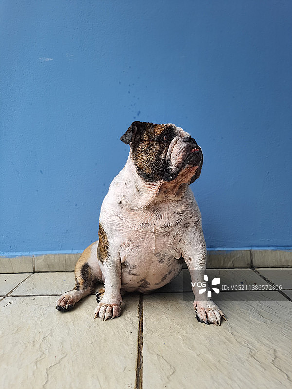 靠在蓝色墙壁上的狗狗特写图片素材