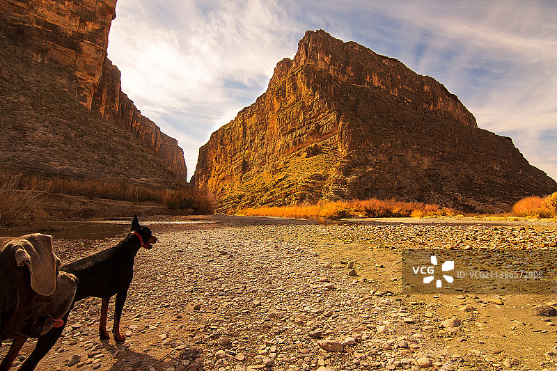 狗站在田野上，以天空为背景图片素材