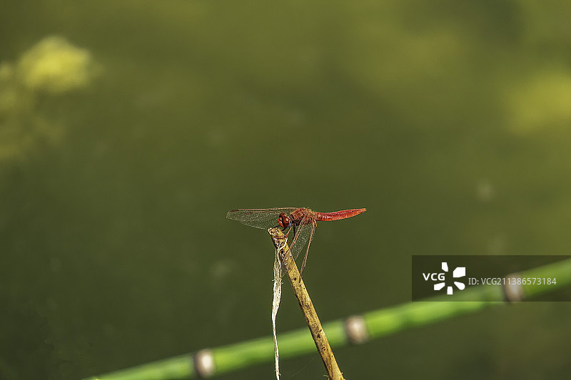 红蜻停栖在茎上特写图片素材