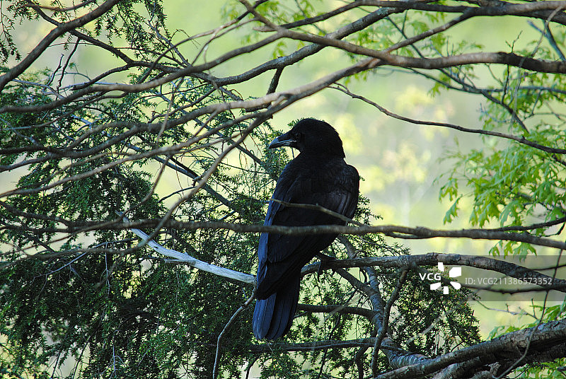 美国，栖息在树枝上的乌鸦的低角度视图图片素材