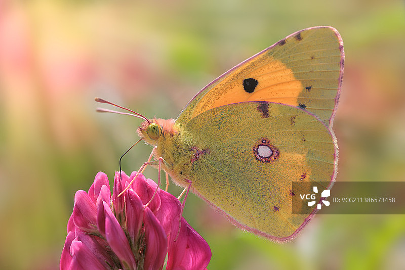蝴蝶在花上采蜜特写，意大利比萨省法乌利亚图片素材
