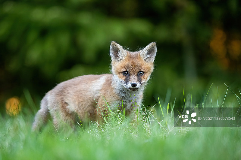 爱沙尼亚森林环境中的红狐幼崽图片素材