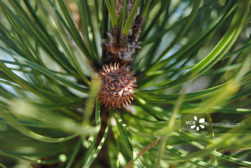 美国费里海滩州立公园的松果特写图片素材