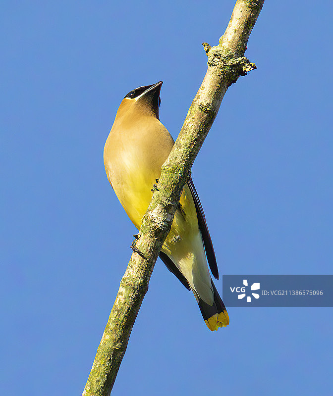 仰视角度拍摄的鸣金翅雀栖息在树枝上，背景是晴朗的蓝天图片素材