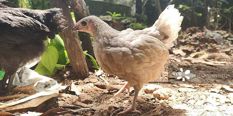 田野上的鸡群特写图片素材
