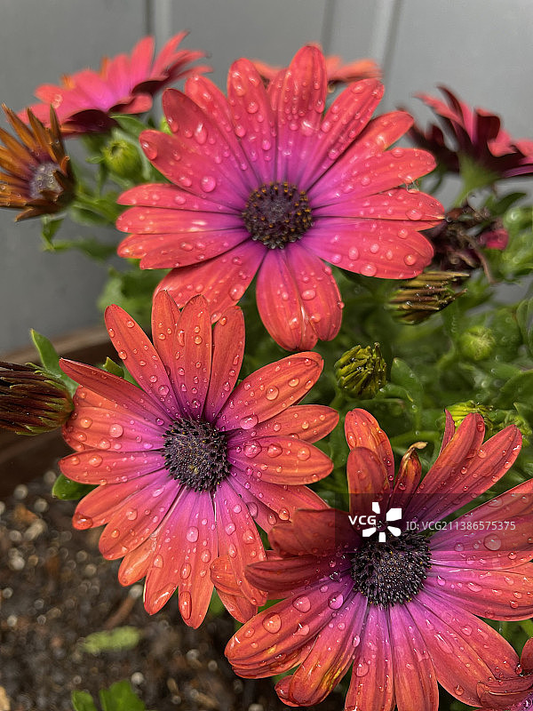 红色湿花卉植物特写图片素材