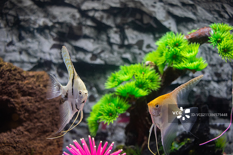 瑞典海中游动的鱼类特写图片素材